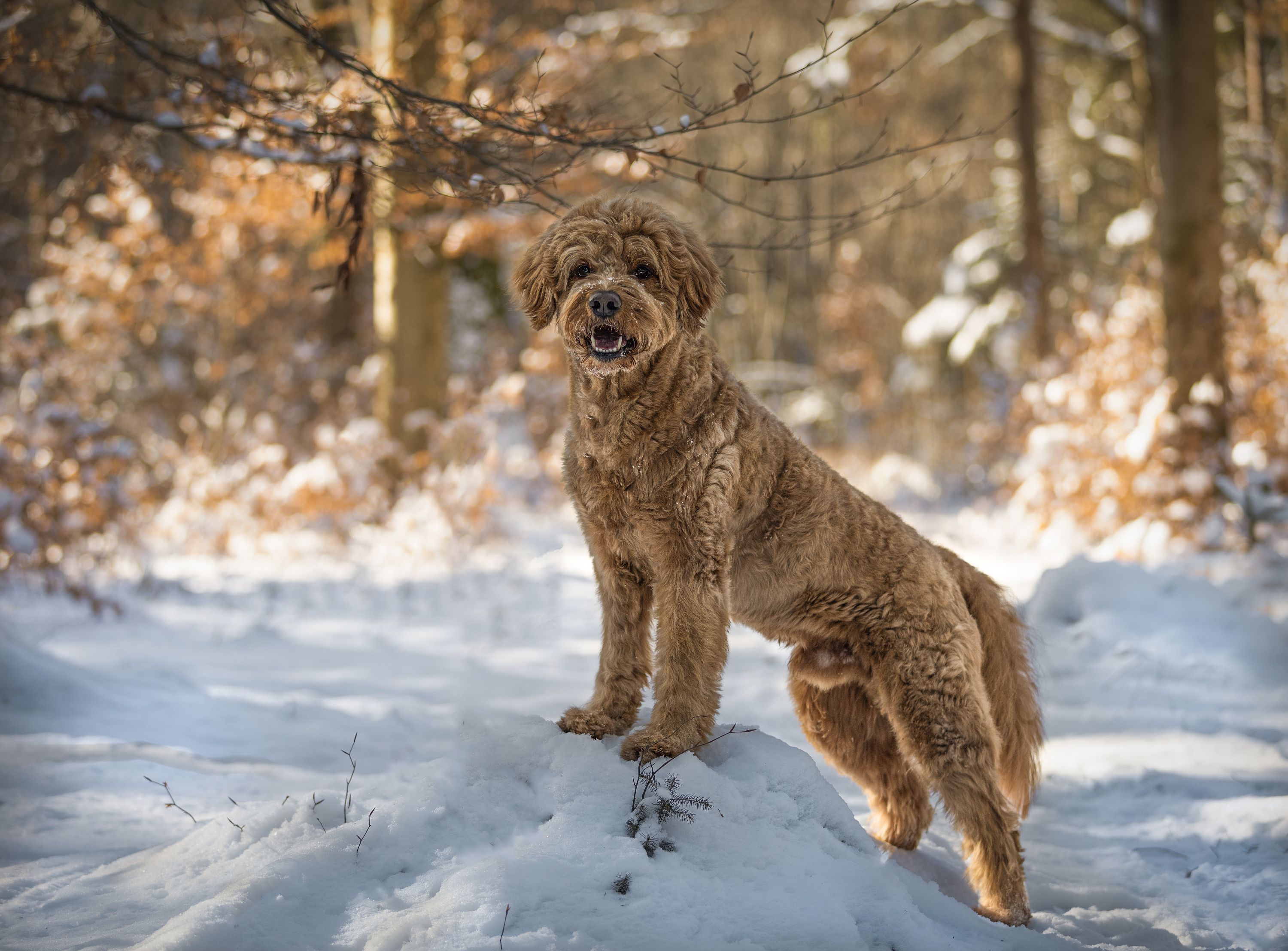 Teddy Wintershooting